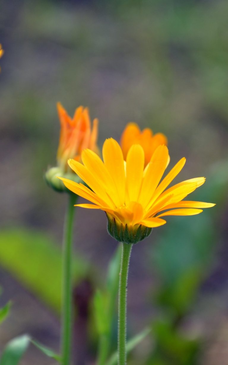 Calendula Flowers Blur Close Up - [800x1280]