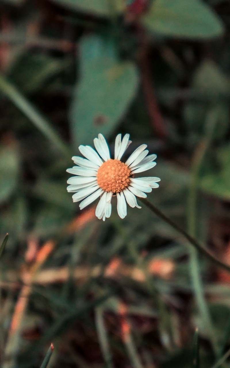 Chamomile Flower Field Flower - [800x1280]