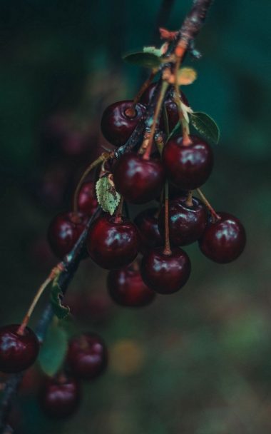 Cherries Berries Branch 800x1280 380x608