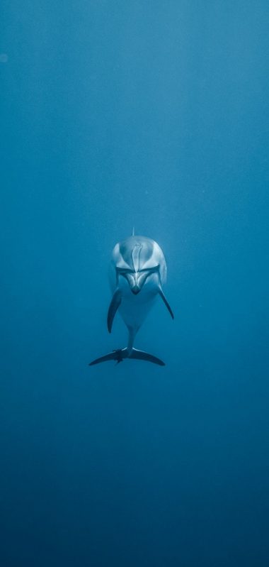 Dolphin Underwater World Swim 1080x2270 380x799