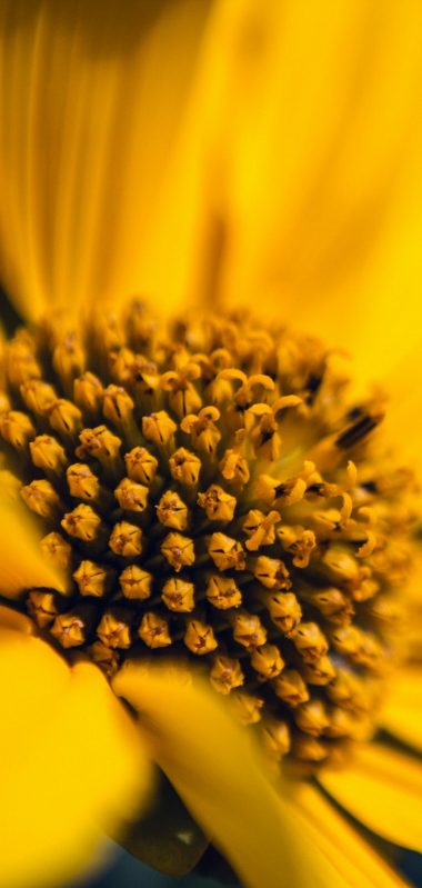 Flower Macro Petals Sunflowers 1080x2270 380x799