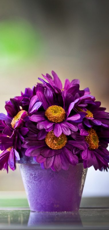 Flower Pot Purple Petals 1080x2270 380x799