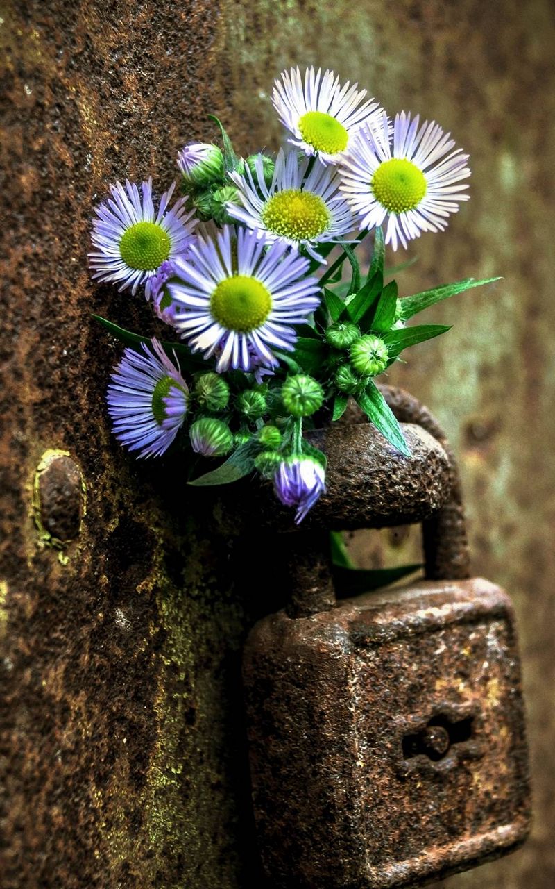 Flowers Lock Rust - [800x1280]