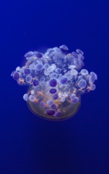 Jellyfish Tentacles Underwater 800x1280 380x608