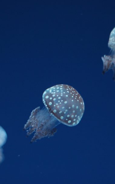 Jellyfish Underwater World Spots 800x1280 380x608