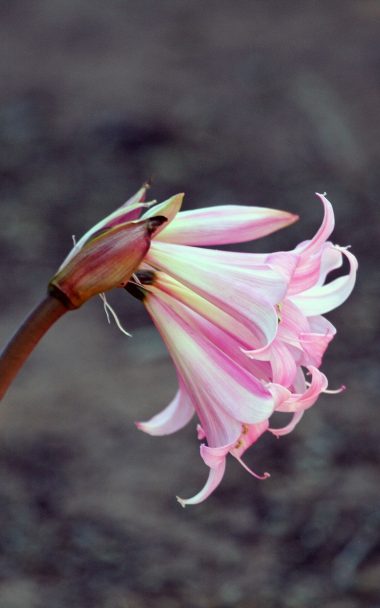 Lily Flower Bud Pink Stem 800x1280 380x608