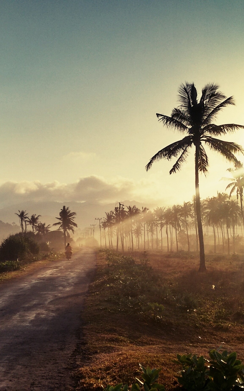 Palm Road Sunset - [800x1280]