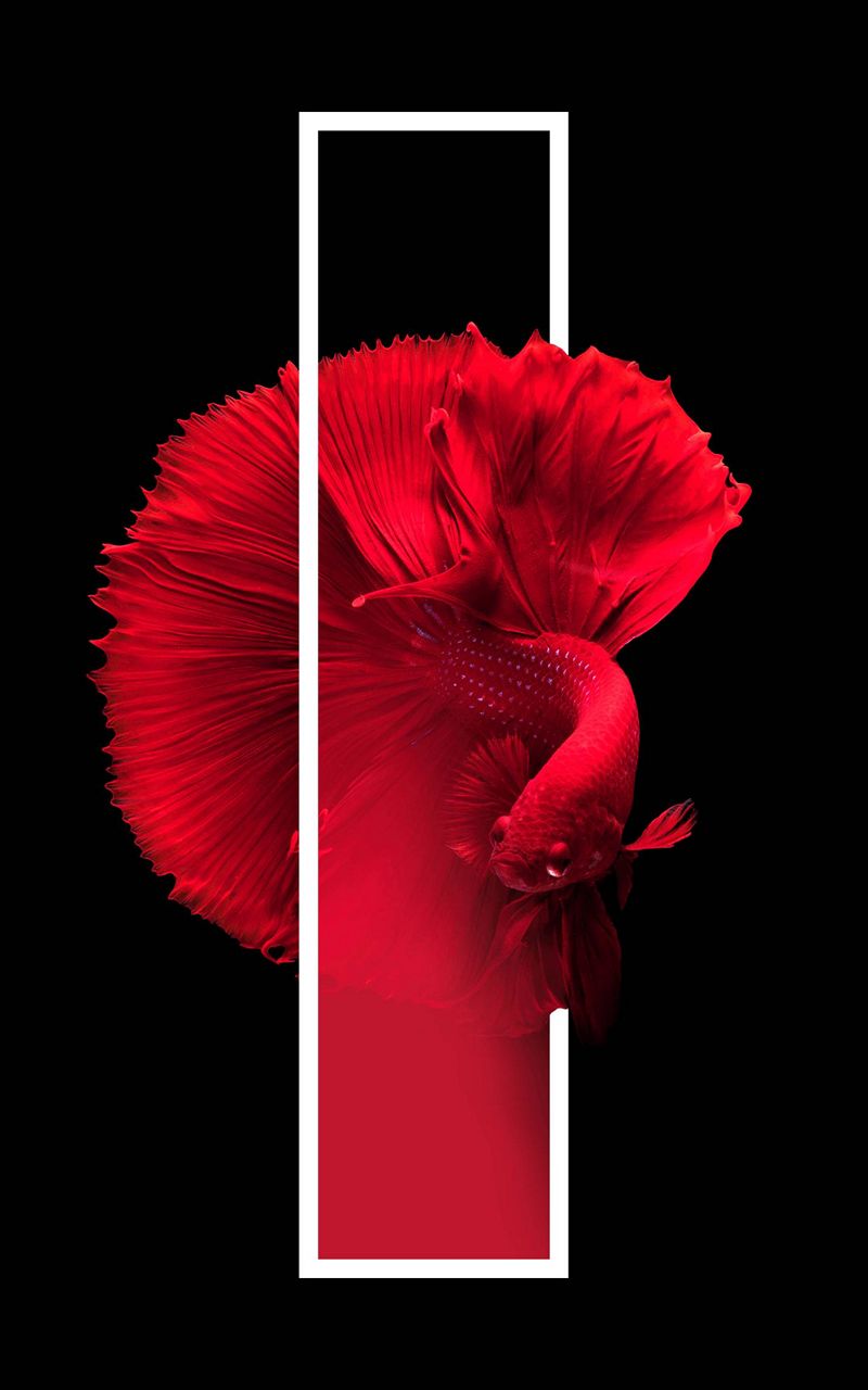 Red fish HD phone wallpaper  Peakpx