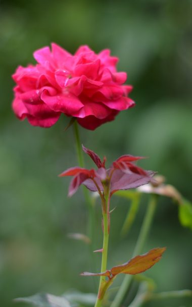 Rose Bud Flower 800x1280 380x608