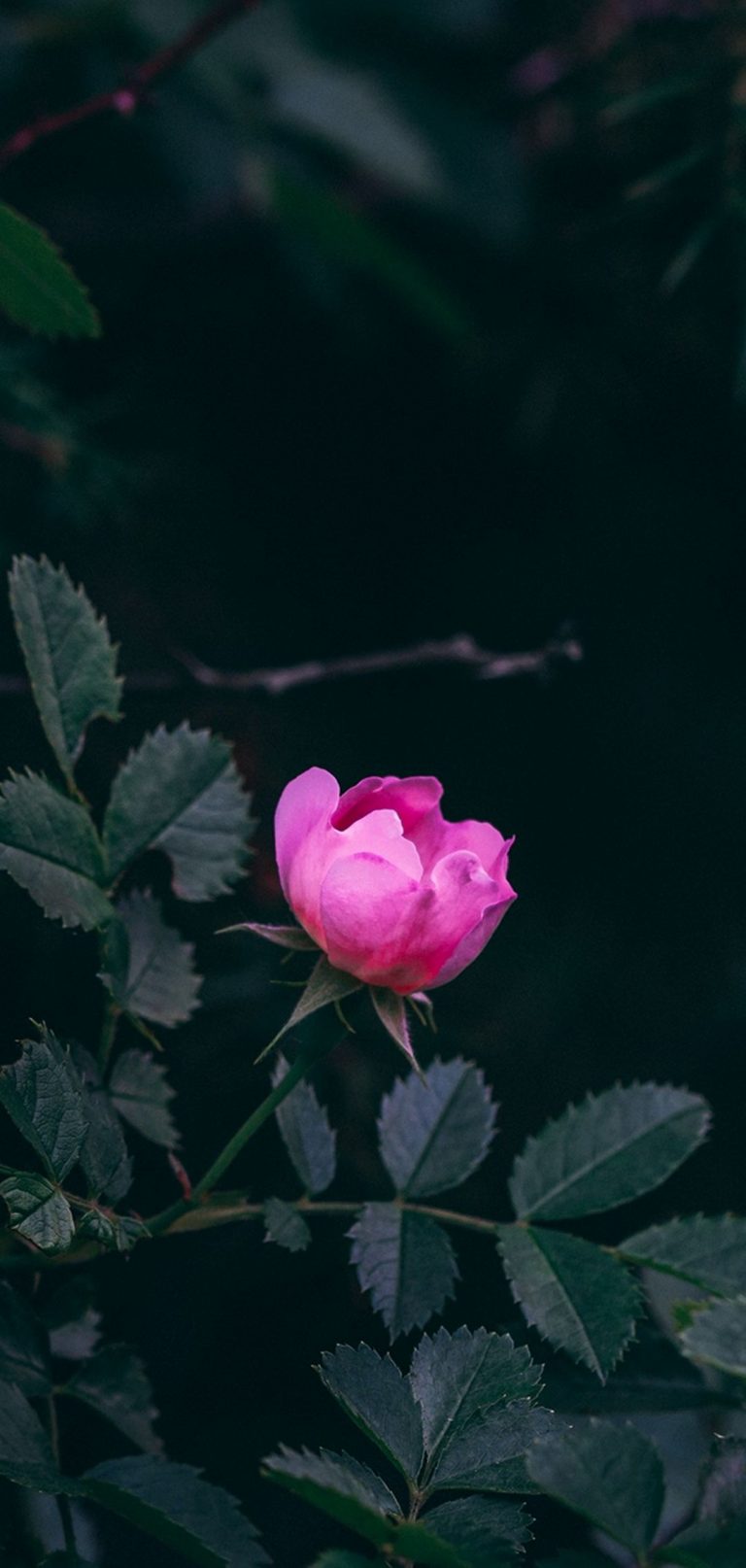 Rose Bush Garden - [1080x2270]