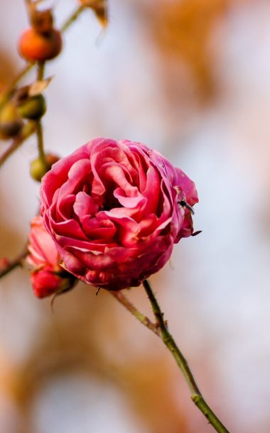 Rose Flower Bud Close Up 800x1280 380x608