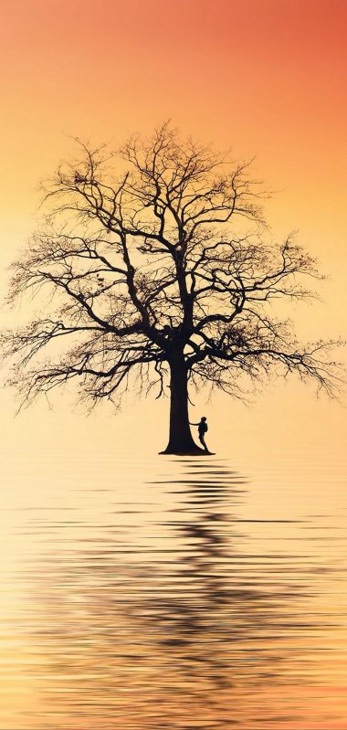 Tree Silhouette Lonely 1080x2270 380x799