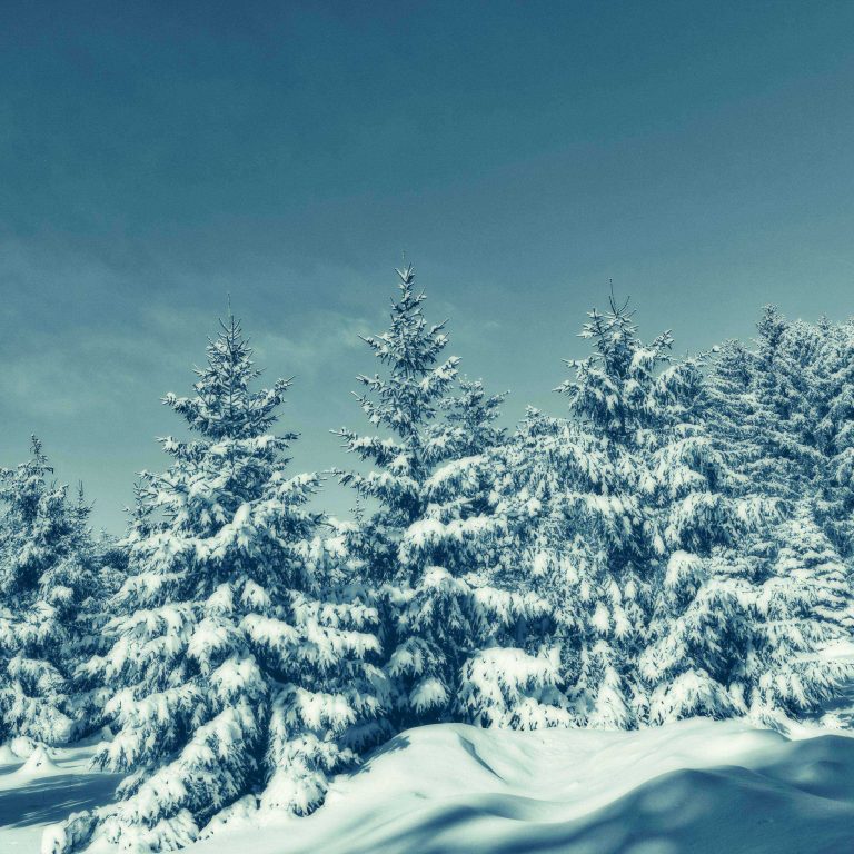 Trees Snow Winter 2780x2780 768x768