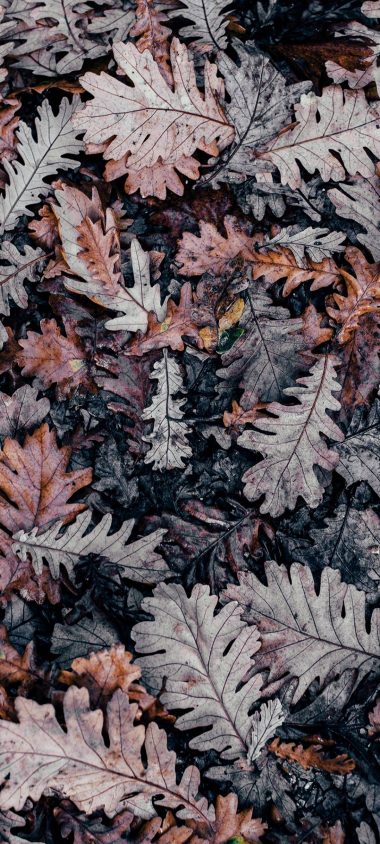 Autumn Leaves Brown 1080x2400 380x844
