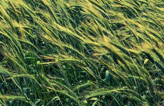 Barley Cereals Field 1024x600 340x220