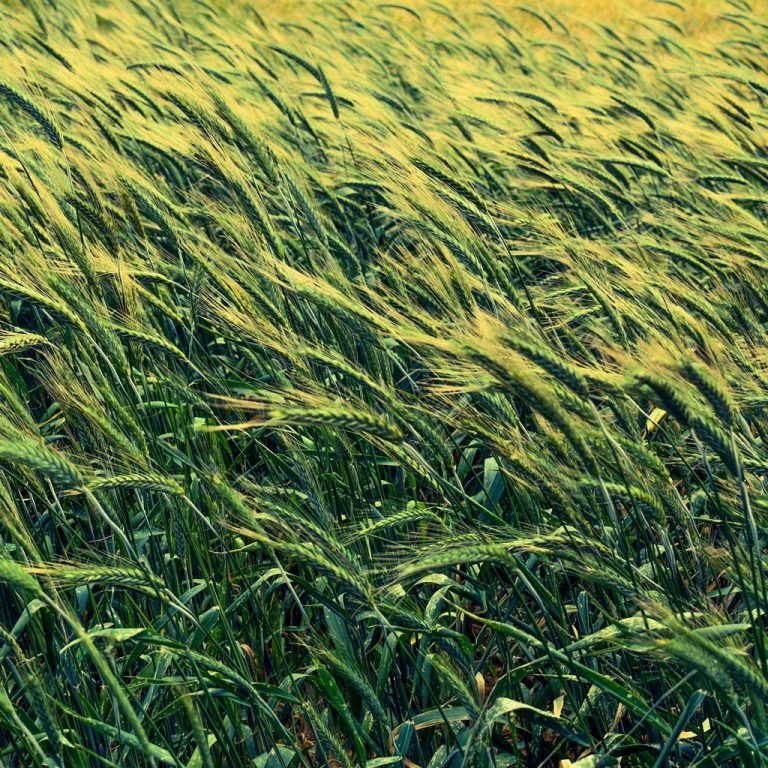 Barley Cereals Field Wallpaper 1024x1024 768x768