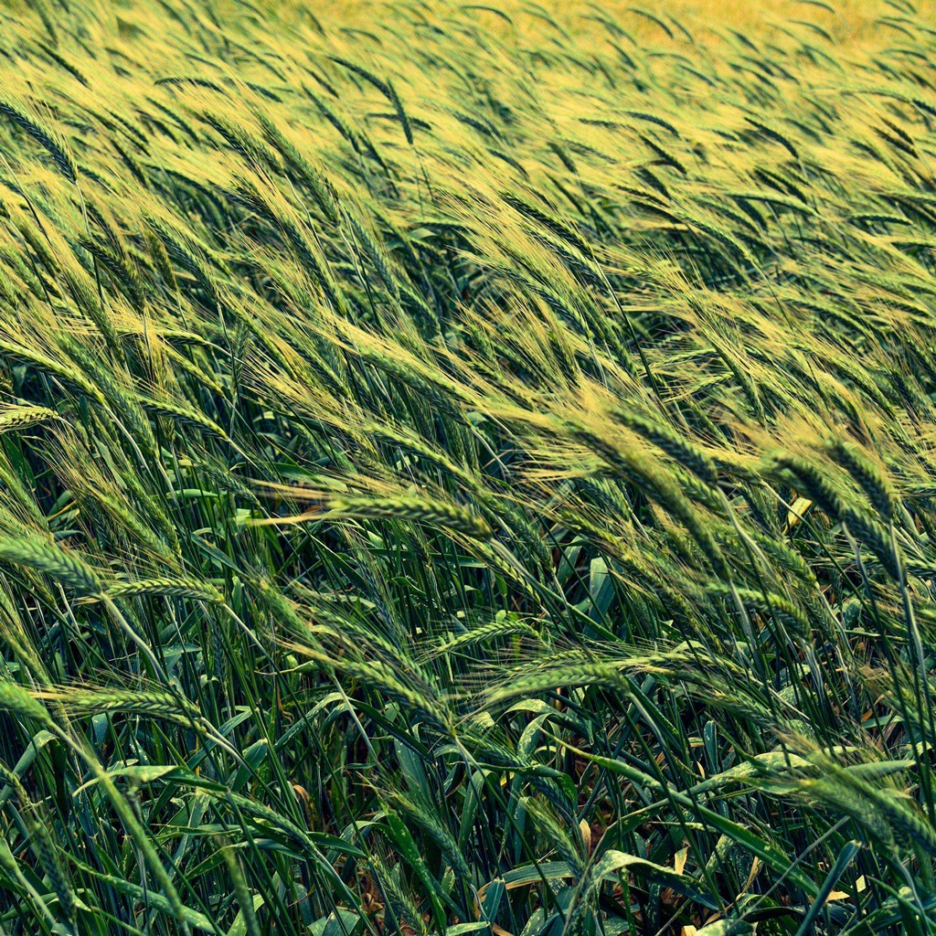 Barley Cereals Field Wallpaper - [1024x1024]