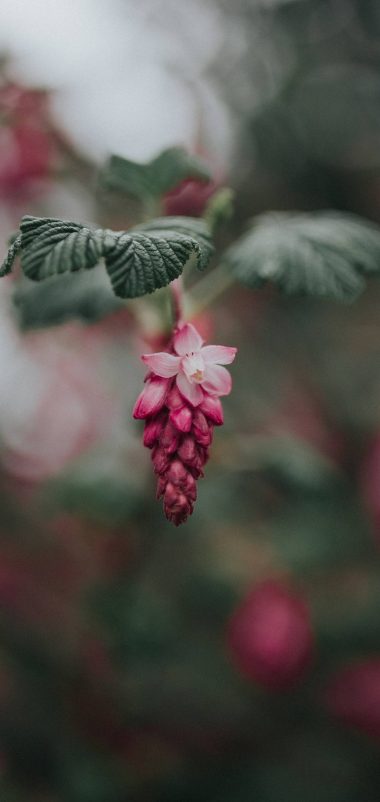 Bloom Pink Flower Blur Wallpaper 1440x3040 380x802