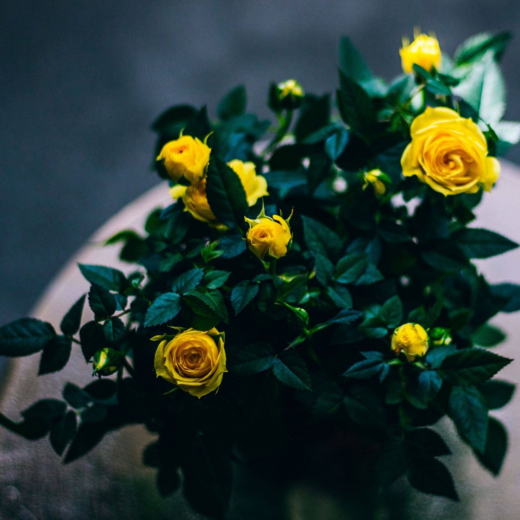 Bouquet Roses Buds Wallpaper - [1024x1024]
