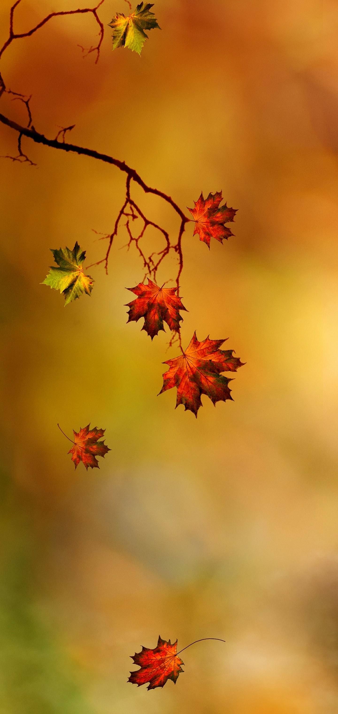 Branches Leaves Autumn Wallpaper - [1440x3040]