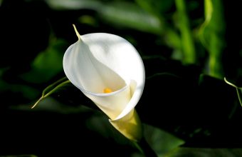 Calla Flower White 1024x600 340x220
