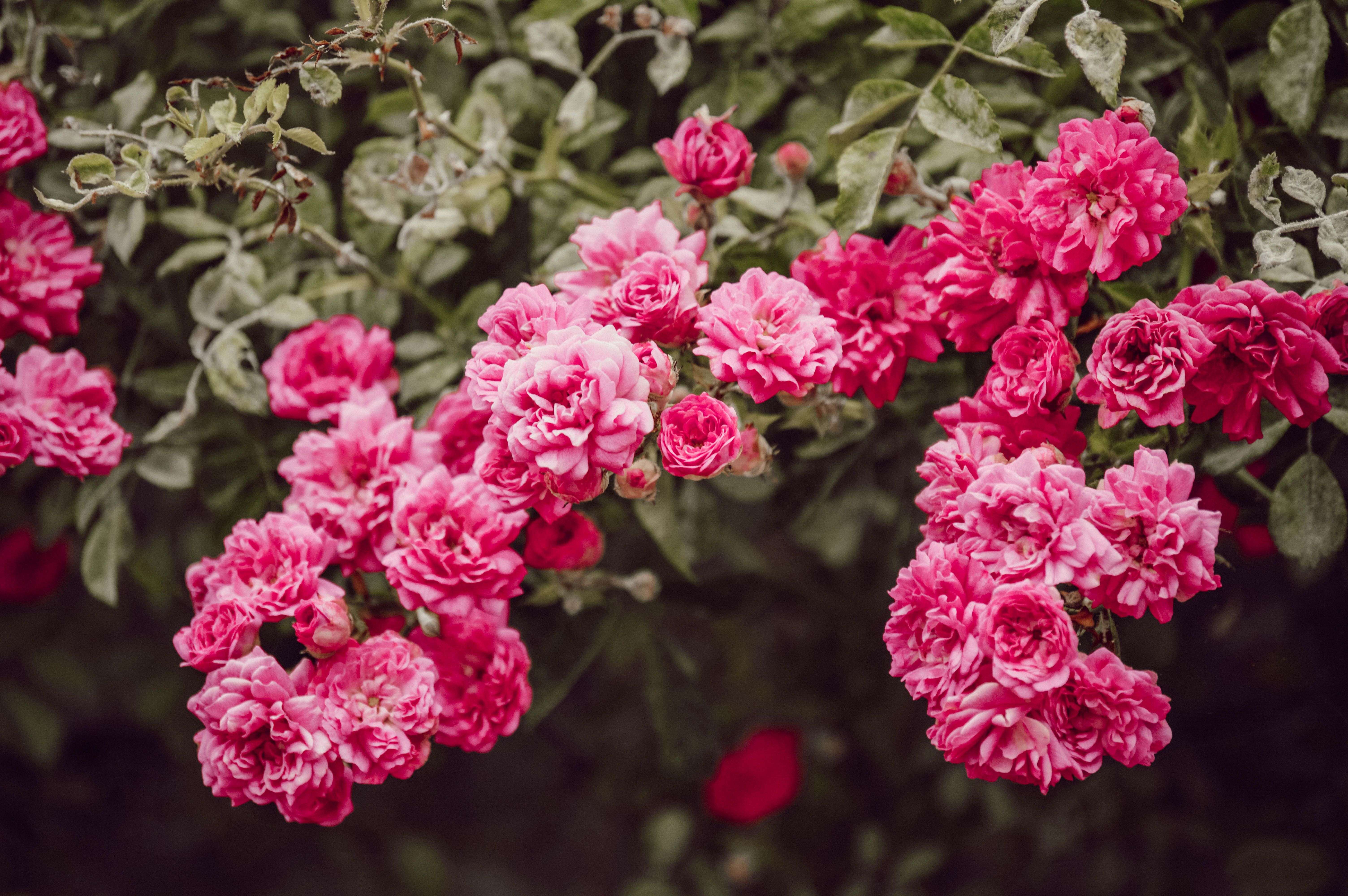 1000 Free Carnation  Beautiful Flowers Images  Pixabay