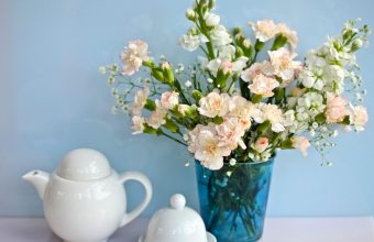 Carnation Wallpapers HD