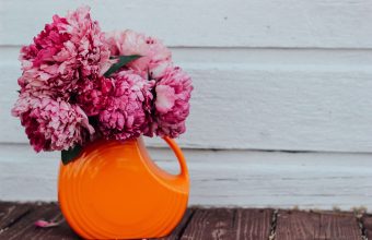 Carnation Wallpapers HD