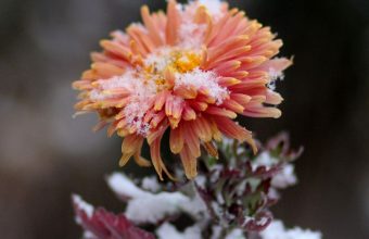 Chrysanthemum Snow Bud 1024x600 340x220