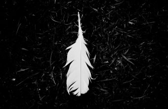 Feather Wallpapers HD