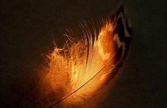 Feather Wallpaper 37 2048x1365 340x220