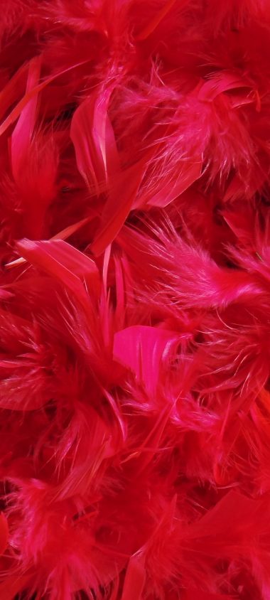 Feathers Down Red 1080x2400 380x844