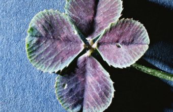 Amalfi Italy Hill Sea - [1080x2400]