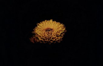 Flower Yellow Dark 1024x600 340x220