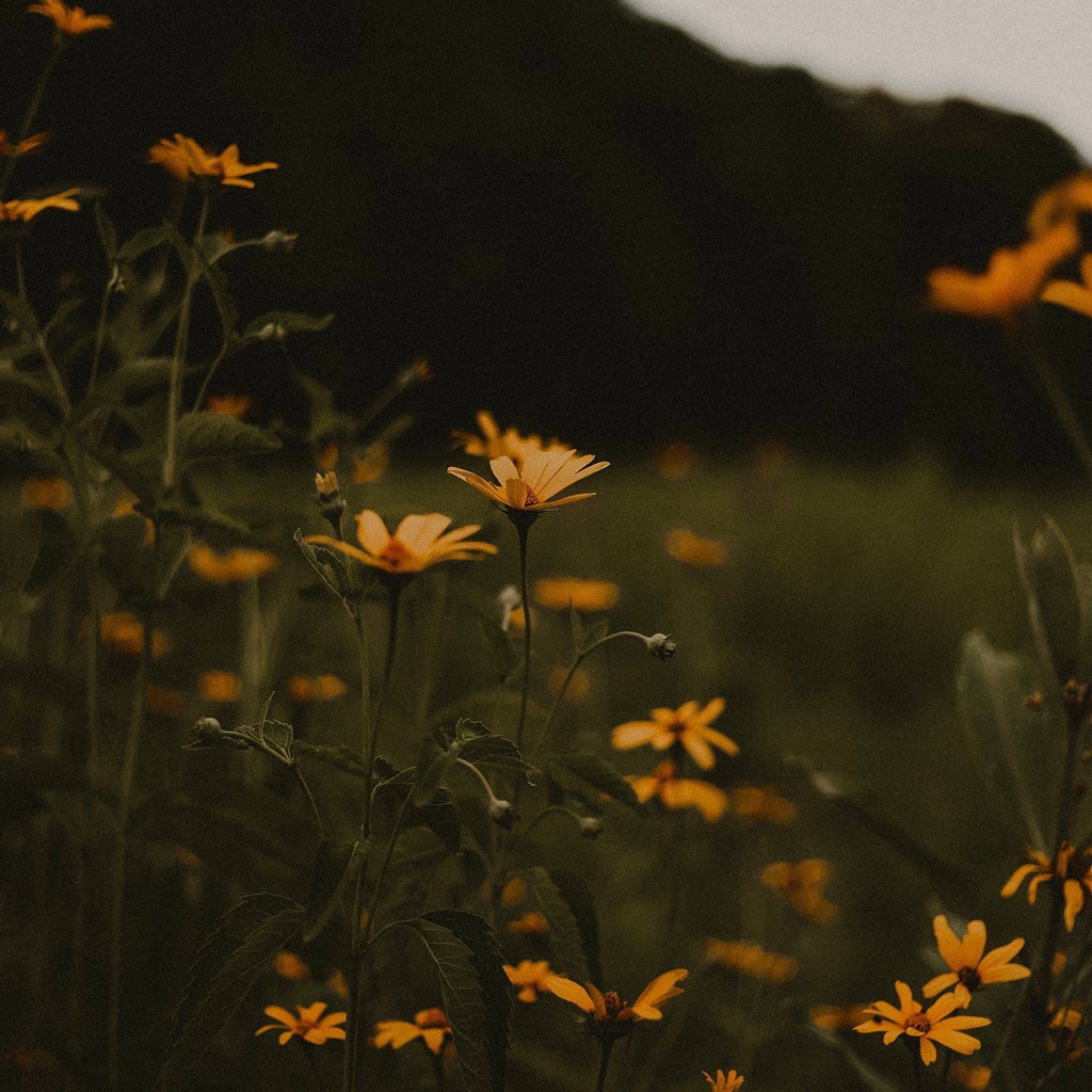 Flowers Field Bloom Wallpaper - [1024x1024]