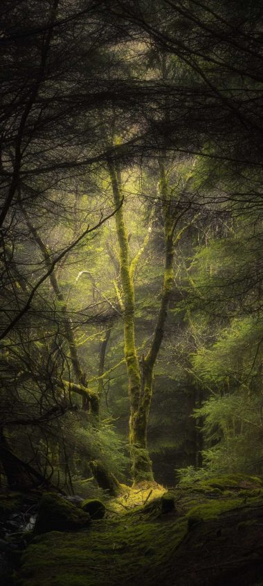 Forest Fog Trees 1080x2400 380x844