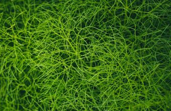 Grass Green Plant 1024x600 340x220