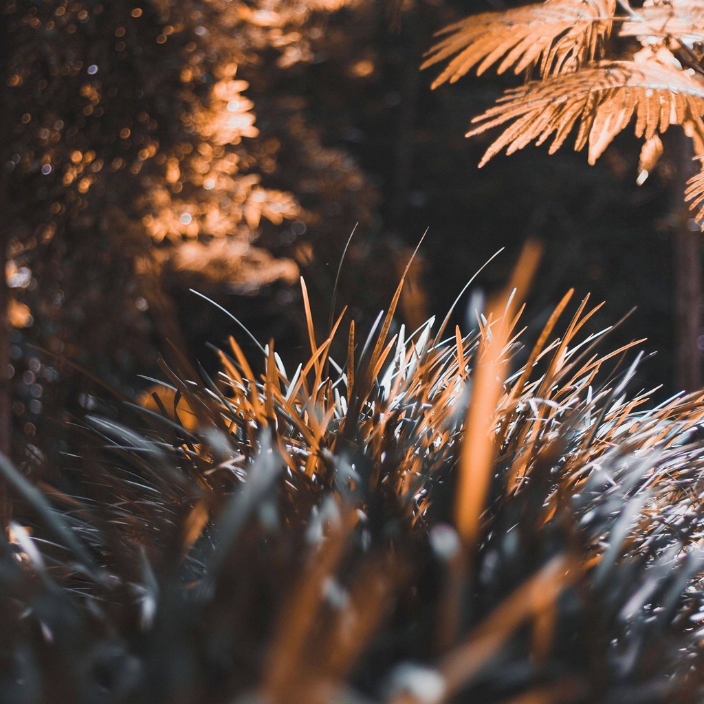 Grass Plant Blur Wallpaper - [1024x1024]