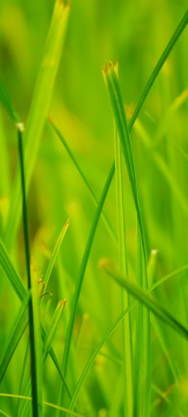 Grass Summer Nature Close Up 1080x2400 380x844