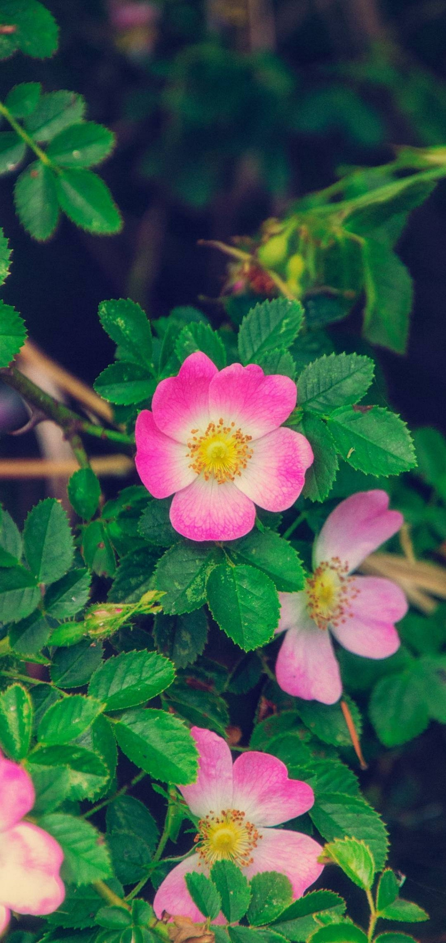 Green Leaves Pink Flower Wallpaper - [1440x3040]