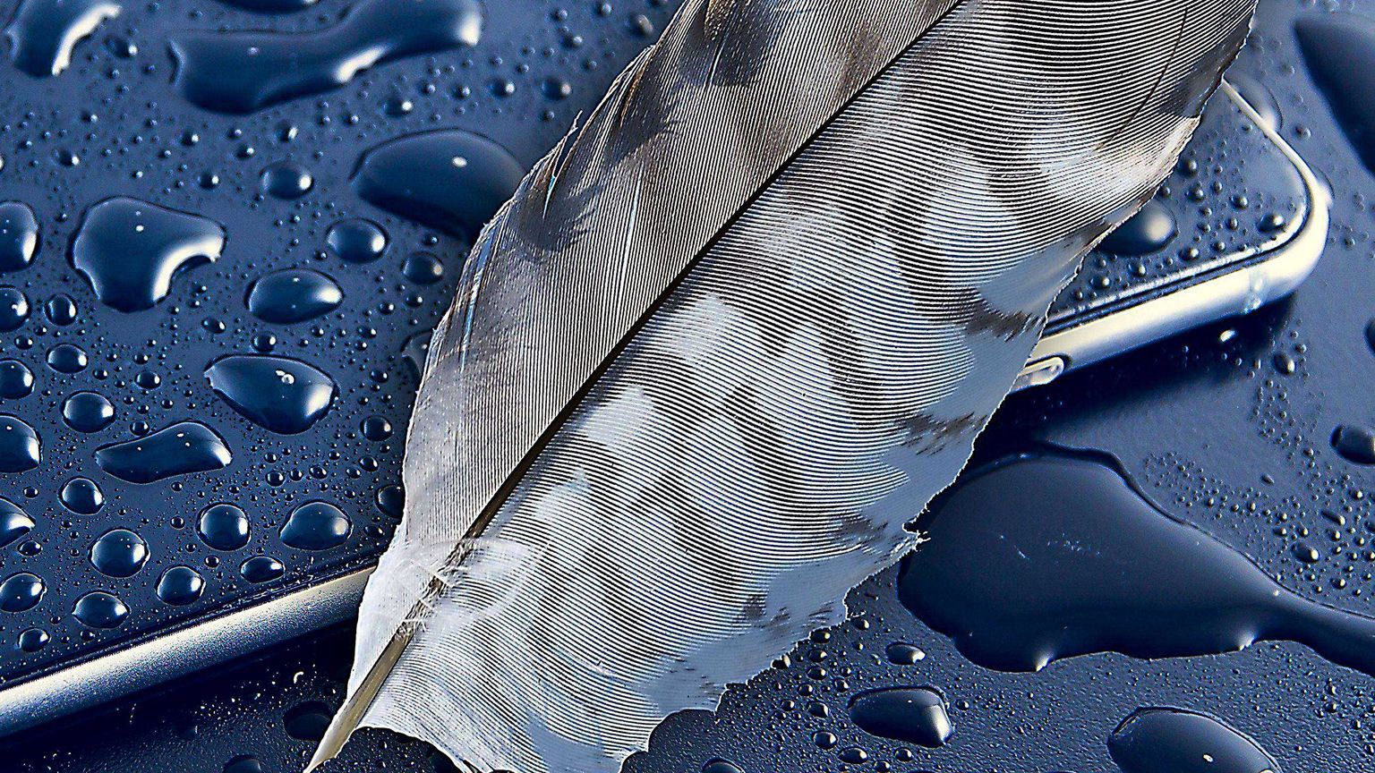 Перо макро. Ручка с пластиковым пером. Заставка перья. Светильник с перьями настольный. Черные перья.