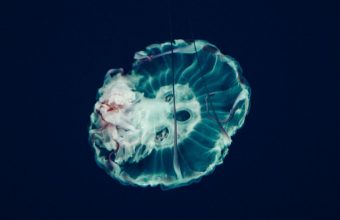 Jellyfish Underwater World 1024x600 340x220