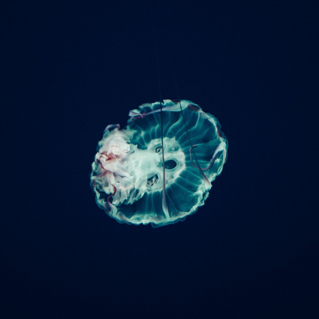 hd wallpaper jellyfish fish underwater Best Free HD 