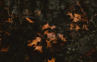 Leaves Fallen Autumn 1024x600 340x220