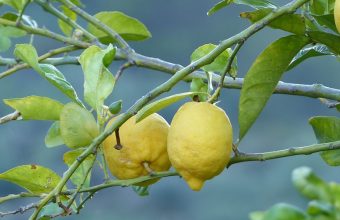 Lemons Fruit Tree Branch 1024x600 340x220