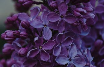 Lilac Inflorescences Flowers 1024x600 340x220