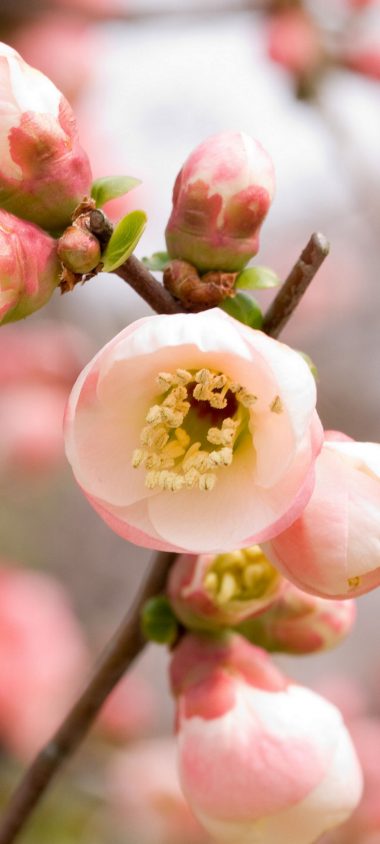 Macro Apple Flowers Flowering Pink 1080x2400 380x844