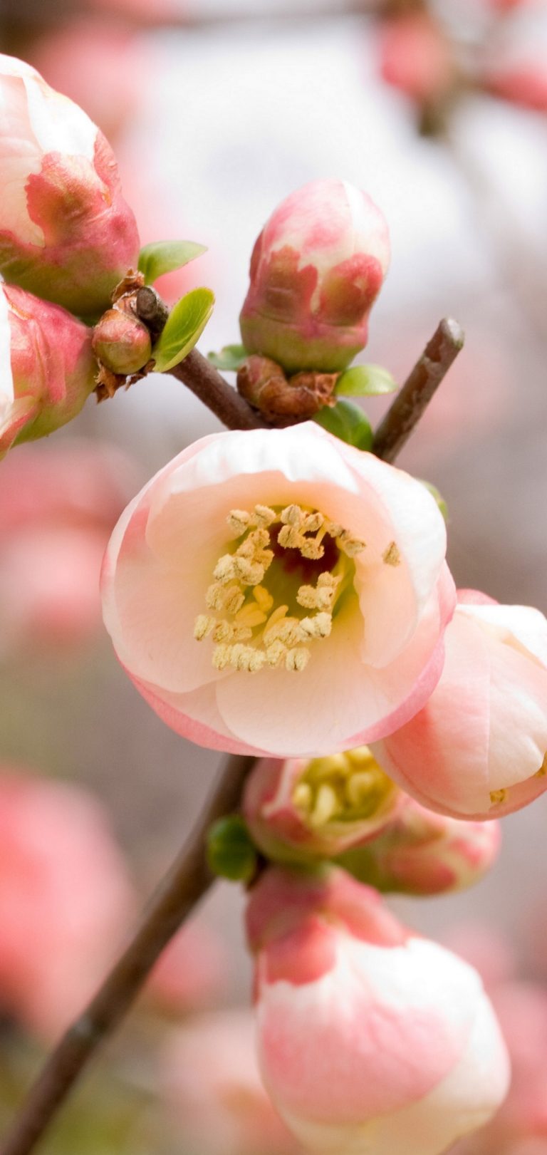 Macro Apple Flowers Flowering Pink Wallpaper - [1440x3040]