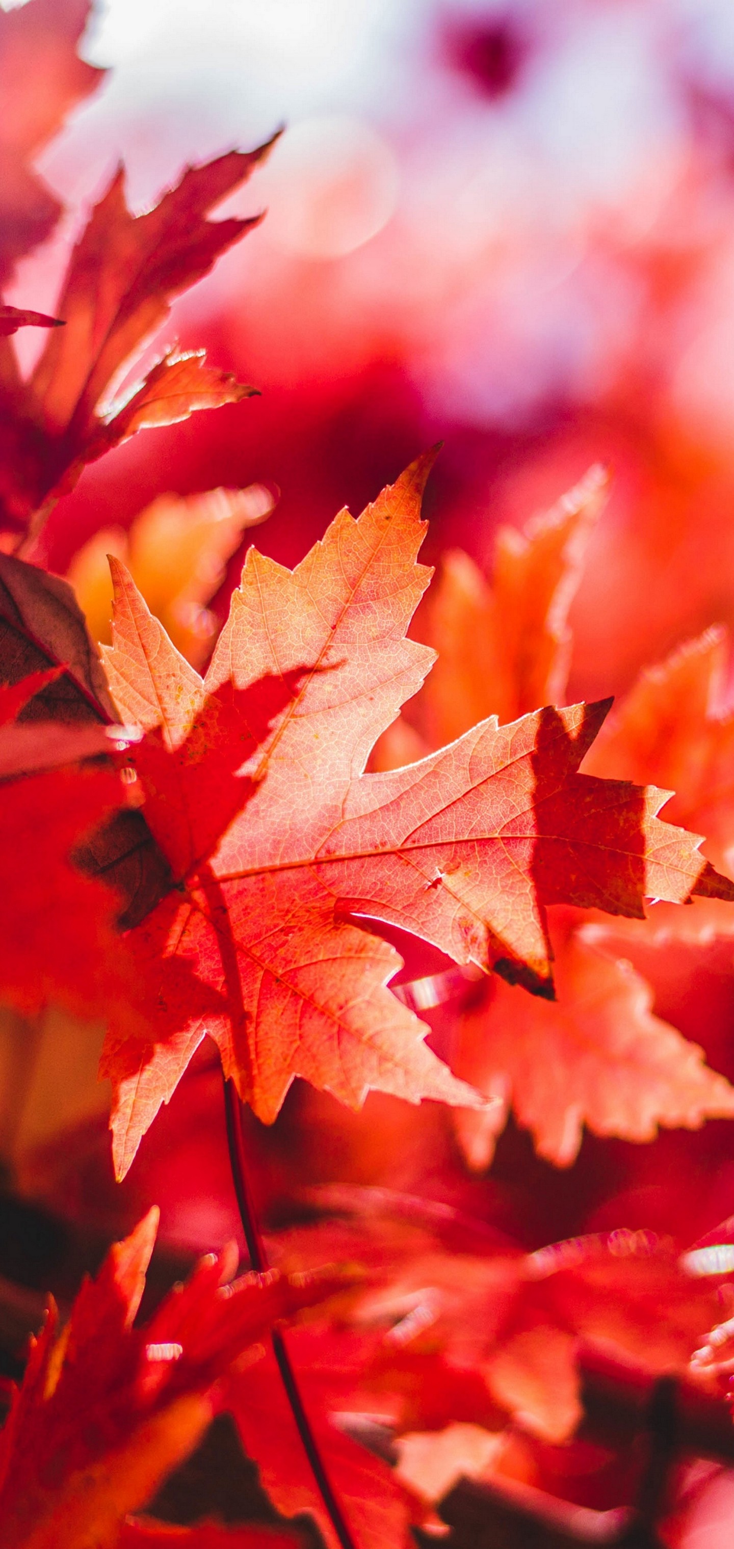 Maple Leaves Reflections Wallpaper - [1440x3040]