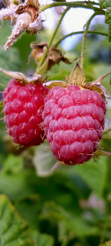 Raspberries Branch Food Sweet 1080x2400 380x844